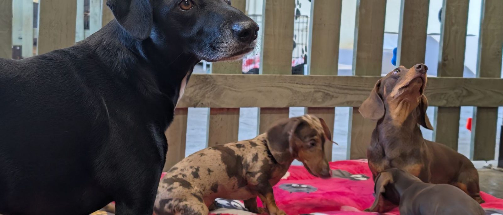 Dogs at Countryside Canines, the daycare Fixr built the site for